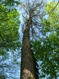 The tree