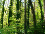 My back yard-View from the tree house