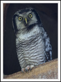 Hawk Owl!