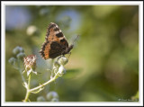 Painted Lady butterfly - Vanessa cardui