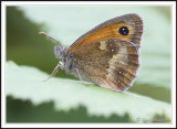 Gatekeeper - Pyronia tithonus.