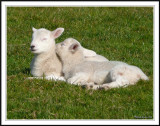 Its hard work being a lamb!