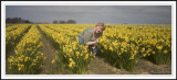 Our little daffoldil!