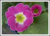 New life of a Primrose!