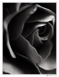 22 - Black Rose