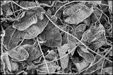 Frosty Leaves-2A-288A-flatgray10x15.jpg