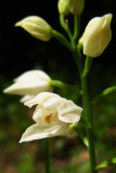 Céphalanthère de DamasCephalanthera damasonium