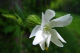 compagnon blanc<br><i>Silene latifolia</i>
