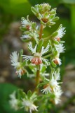 réséda raiponceReseda phyteuma