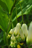 sceau de SalomonPolygonatum multiflorum