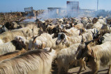 troupeau de chvres (Sicile Italie)
