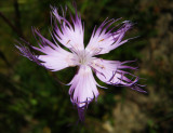 oeillet de Montpellier <br><i>Dianthus hyssopifolius </i>