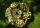 viorne lantane<i><br>Viburnum lantana</i>