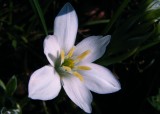 Ornithogale divergent<br><i>Ornithogalum divergens</i>