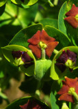 Euphorbe characiasEuphorbia characias