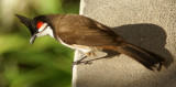 Red Whiskered Bulbul