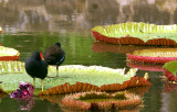 Lily Pond