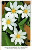 Bloodroot, Audubon Wildflower Calendar, 1995