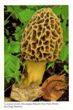 Morel Mushroom, Sierra Club Pocket Calendar, 1991