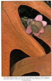 Oak Leaves and Hepatica, Audubon Engagement Calendar, 1992