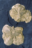 Pyrite suns, Sparta, IL
