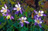 Columbine and lichen covered  rock, Yankee Boy Basin, CO