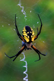 Argiope spider, Ridges Sanctuary, Door County, WI