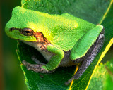 Tree frog, Nachusa Grasslands, IL