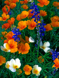  White and orange Mexican gold poppies and lupines, Bartlett Lake, AZ