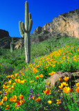 (DES2) Saguaro  & Poppies,  Picacho Peak S. P., AZ
