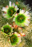 (C5) Cholla Cactus, AZ