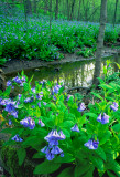Bluebells, IL