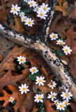  Bloodroot and branch, Rollins Savanna, IL