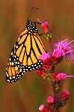 Monarch Butterfly and Gayfeather, IL