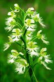 Prairie White Fringed Orchid, Somme Prairie, IL