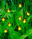 Small  Yellow Ladys-slippers, IL