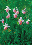 (MW15) Showy Lady's-slippers, Ridges Sanctuary, Door County, WI
