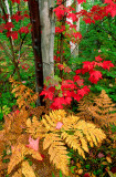 (MW14) Bracken fern and red maple, Ottawa N.F., MI