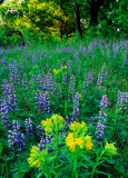 (MW16) Lupines and pucoon, Illinois Beach S.P., IL