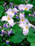 (MW22) Blue-eyed mary and trillium, Messenger Woods, IL