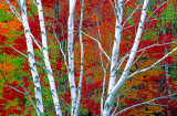(MW25) Birches and maples, Nicolet N. F., WI