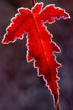 (MW43) Frosted amur maple leaf, IL