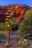  Parrys agave, Sedona, AZ