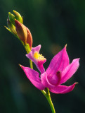 Dewy grass pink orchid, Ridges Sanctuary, WI