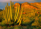 Organ Pipe Cactus, Organ Pipe Cactus N. M., AZ