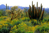 Chainfruit Cholla, Brittle Bush, and Organ Pipe Cactus, Organ Pipe Cactus N. M., AZ