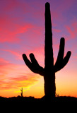 Saguaro Cactus, Organ Pipe Cactus N. M., AZ