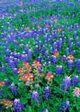 (TW6) Texas paintbrush and Bluebonnets, Lee County, TX