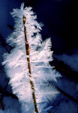 (METE58) Rime ice crystals, Illinois Beach State Park, IL