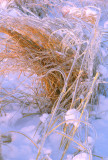 (METE85) Grasses covered with ice from icing storm, Illinois Beach State Park, IL